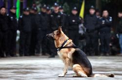 山东泰山训练开放日，集结日防线松动引欢呼，欧篮联在即，医务组通报恢复