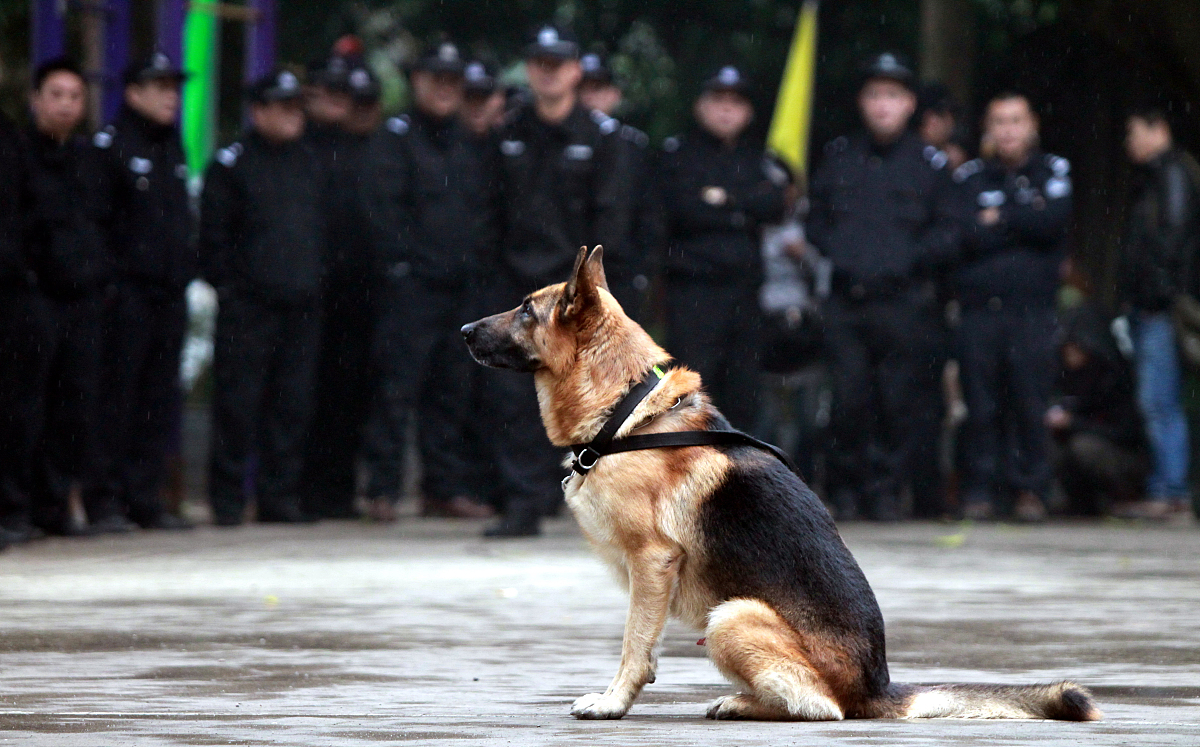 山东泰山训练开放日，集结日防线松动引欢呼，欧篮联在即，医务组通报恢复